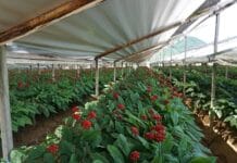 경기도 농기원, ‘인삼 K-1 신품종 우량종자 채종, 농가 보급사업’ 실시