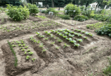 “도심 속 텃밭에서 가족과 함께 추억을 키워요” 서울어린이대공원, 친환경 ‘어린이 텃밭’ 가꿀 가족모집