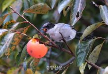 아침 기온 2~6도 ‘뚝’···외투 꼭 챙기세요