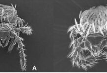 쯔쯔가무시증 주의보..털진드기 2배 이상 증가