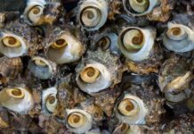 봄 활력 북돋아야 할 때… 3월이 제철인 ‘이 음식들’ 추천