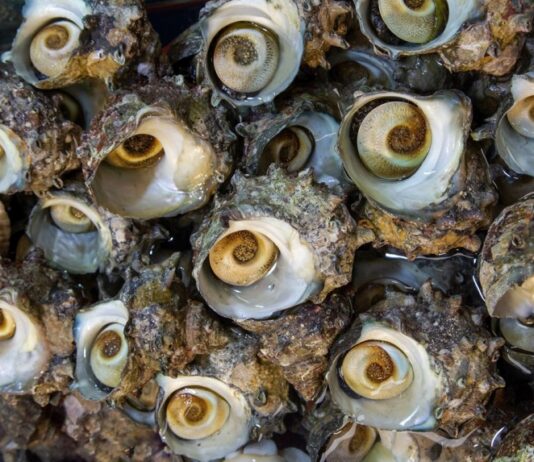 봄 활력 북돋아야 할 때… 3월이 제철인 ‘이 음식들’ 추천